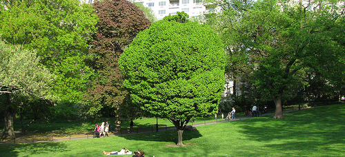 green tree green tree